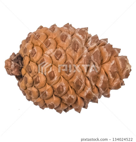 christmas pine cone isolated on white christmas pine cone isolated on white 134024522