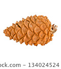 christmas pine cone isolated on white 134024524