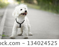cute white dog maltese close up 134024525
