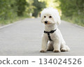 cute white dog maltese close up 134024526
