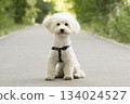 cute white dog maltese close up 134024527