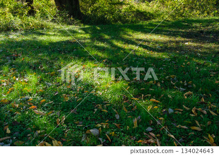 Sunlight filtering through the leaves Sunlight filtering through the leaves 134024643