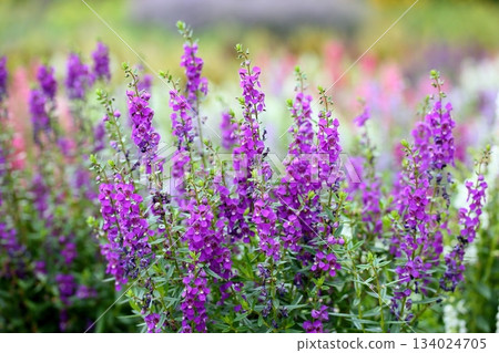 Refreshing Angelonia flowers Refreshing Angelonia flowers 134024705
