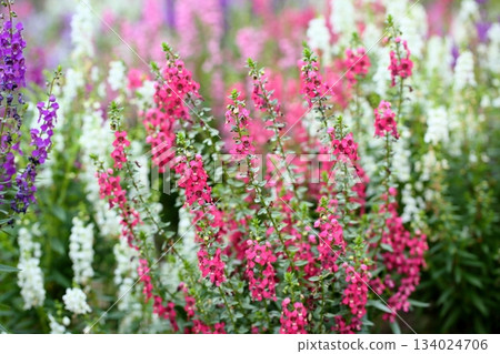 Cute angelonia flowers 134024706