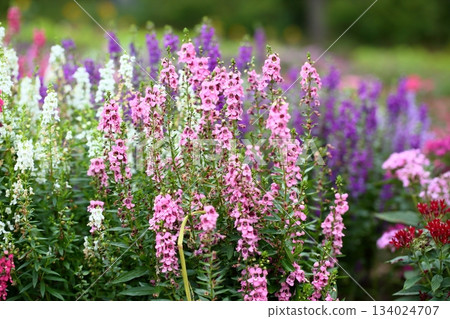 Cute angelonia flowers 134024707