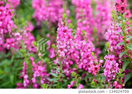 Cute angelonia flowers Cute angelonia flowers 134024709