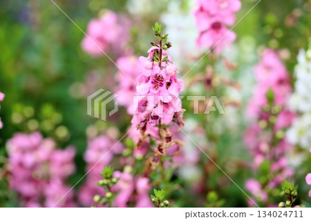 Cute angelonia flowers 134024711