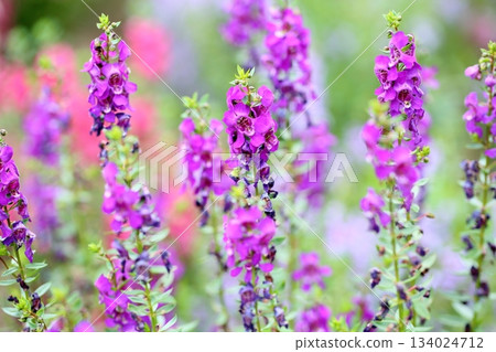 Refreshing Angelonia flowers 134024712