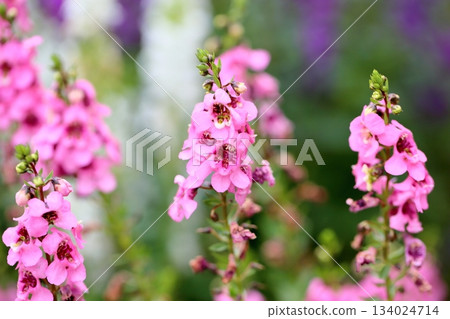 Cute angelonia flowers 134024714