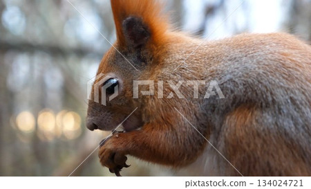 Close up of wild fluffy squirrel eating found walnuts at autumn park. Cute brown rodent gnawing nuts at forest. Pretty small sciurus chewing food outdoor. Concept of wildlife 134024721