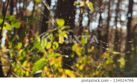 Spiderweb swaying in wind at forest with sunlight at background. Spider builds a cobweb at woodland. Beautiful nature scene on summer park at sunset. Concept of wildlife. Slow motion Spiderweb swaying in wind at forest with sunlight at background. Spider builds a cobweb at woodland. Beautiful nature scene on summer park at sunset. Concept of wildlife. Slow motion 134024766