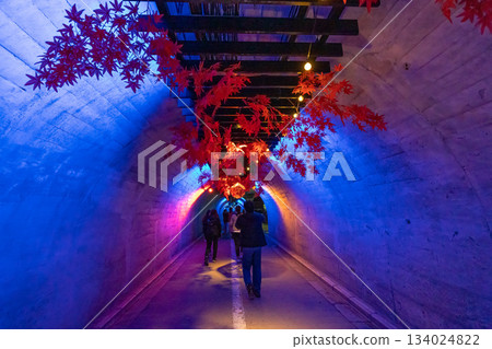 Fukuroda Falls Light Tunnel 134024822