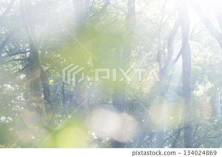 Morning sunlight shines through the beech forest in Oku-Daisen 134024869