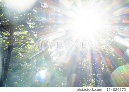 清晨的陽光透過奧大山的山毛櫸樹林 134024873