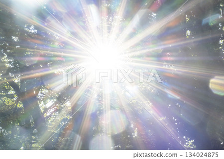 Morning sunlight shines through the beech forest in Oku-Daisen Morning sunlight shines through the beech forest in Oku-Daisen 134024875