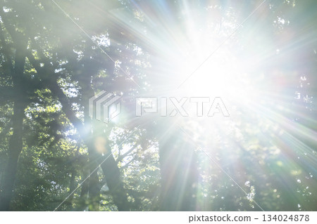 清晨的陽光透過奧大山的山毛櫸樹林 134024878