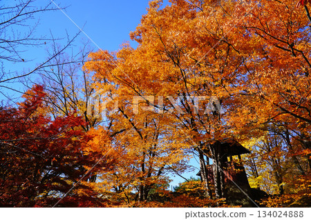 Autumn leaves of Ueda castle ruins park 134024888