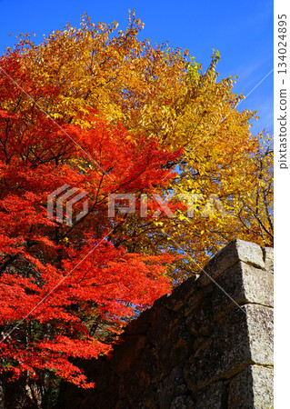 Autumn leaves of Ueda castle ruins park Autumn leaves of Ueda castle ruins park 134024895