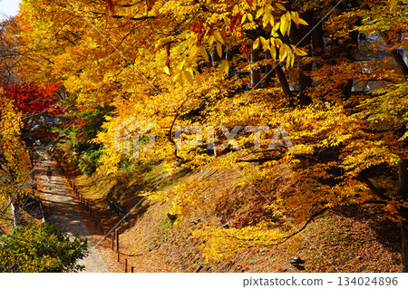 Autumn leaves of Ueda castle ruins park Autumn leaves of Ueda castle ruins park 134024896