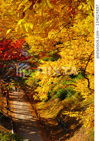 Autumn leaves of Ueda castle ruins park Autumn leaves of Ueda castle ruins park 134024897