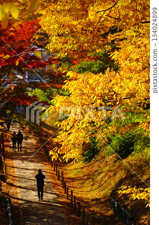 Autumn leaves of Ueda castle ruins park 134024899