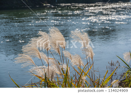 Ogi along the Uji River, Fushimi Ward, Kyoto City Ogi along the Uji River, Fushimi Ward, Kyoto City 134024909