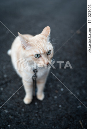 一隻貓抬頭 134025001