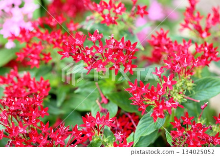 充滿活力的五朵花 充滿活力的五朵花 134025052