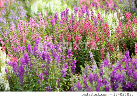 Cluster of Angelonia flowers 134025053