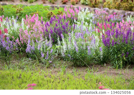 Cluster of Angelonia flowers Cluster of Angelonia flowers 134025056