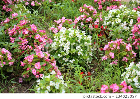 Refreshing begonia flowers 134025057