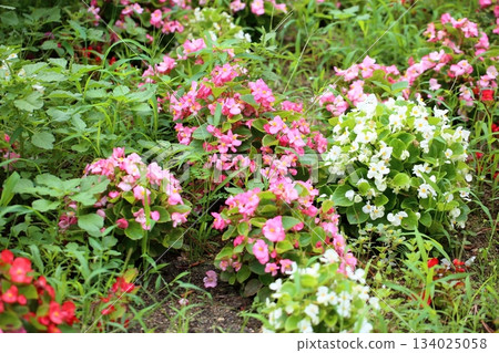 Cute begonia flowers Cute begonia flowers 134025058
