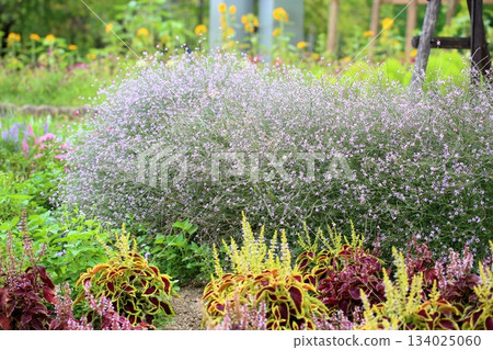 令人神清氣爽的馬鞭草花簇 134025060