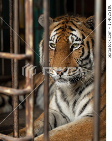 Tiger sits behind iron bars in a cage. Amber eyes focus through the bars. 134025186