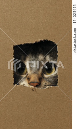 Cat peeks through a torn hole in cardboard. Wide green eyes gaze from the hole. 134025413