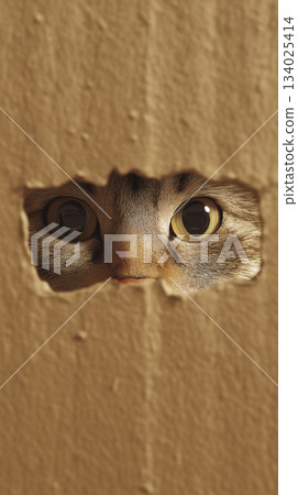 Cat peeking through a hole in a cardboard box. Its amber eyes stare out from the cardboard opening. Cat peeking through a hole in a cardboard box. Its amber eyes stare out from the cardboard opening. 134025414