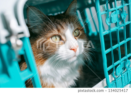Calico cat in a teal pet carrier looks out. Soft daylight highlights the cat inside the teal crate. 134025417