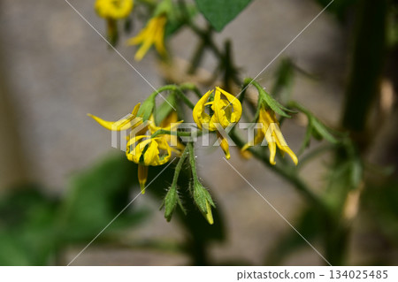 櫻桃番茄的花朵和花蕾 櫻桃番茄的花朵和花蕾 134025485