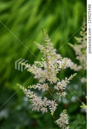 花園裡的白色落新婦 134025486