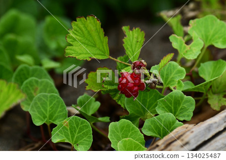 Navales草莓 Navales草莓 134025487