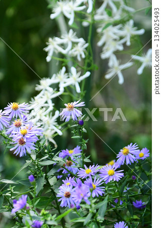 秋日花園裡的紫菀和鐵線蓮 秋日花園裡的紫菀和鐵線蓮 134025493