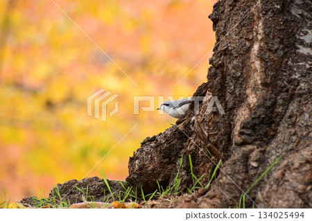 Nuthatch in the autumn park 134025494