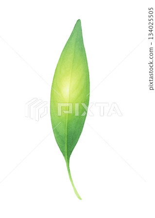 水彩插圖，描繪了細長的嫩葉，綠色的葉片材料 134025505