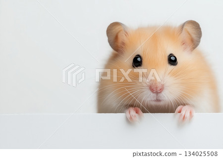 Cute hamster with soft fur and whiskers is an adorable pet and fluffy small animal 134025508