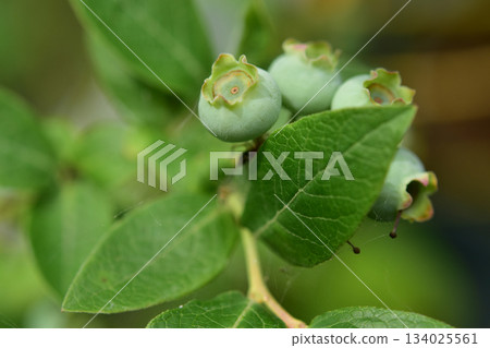 Close-up of fresh blueberries Close-up of fresh blueberries 134025561