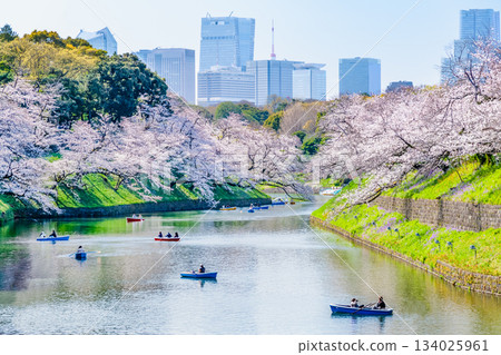 東京盛開的Chidorigafuchi 134025961