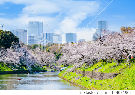 東京盛開的Chidorigafuchi 134025963