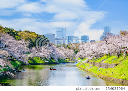 東京盛開的Chidorigafuchi 134025964