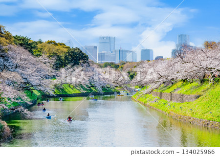 東京盛開的Chidorigafuchi 134025966