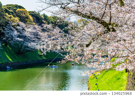 東京盛開的Chidorigafuchi 東京盛開的Chidorigafuchi 134025968